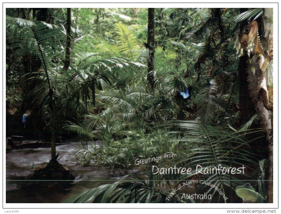 (PF 196) Australia - QLD - Daintree Rainforest - Far North Queensland