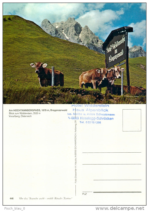 AK Vorarlberg Bregenzerwald Hochtannbergpass Widderstein Nesslegg-Schröcken Kühe Österreich Austria Autriche Cow Kuh - Bregenzerwaldorte