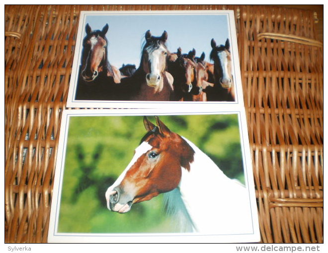 2xPferd Postkarten Postcards Horse Leko - Pferde