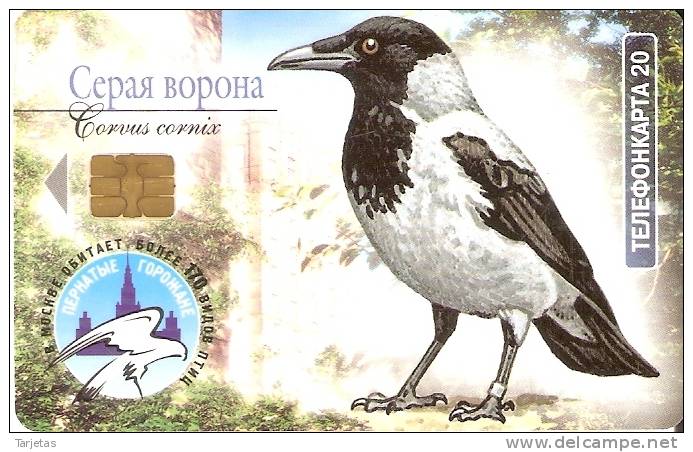 TARJETA DE RUSIA DE UNA CORNEJA    (PAJARO-BIRD) - Otros & Sin Clasificación