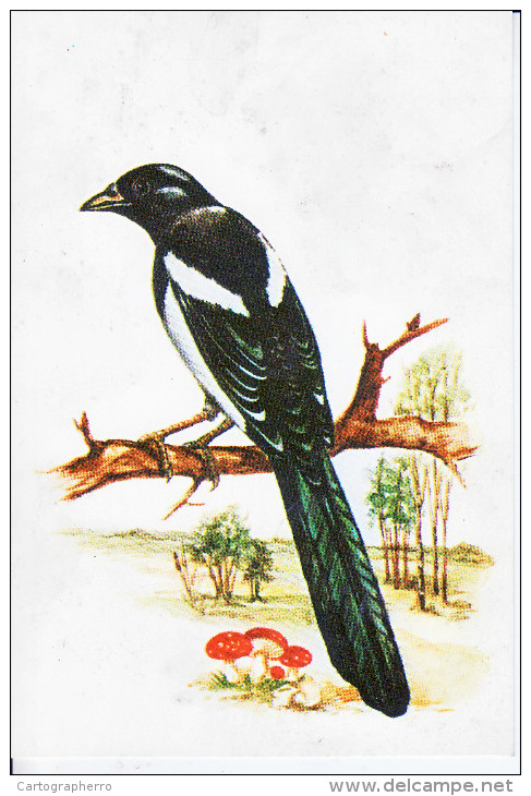 Bird Oiseaux PICA PICA Eurasian Magpie Postcard 0 - Oiseaux