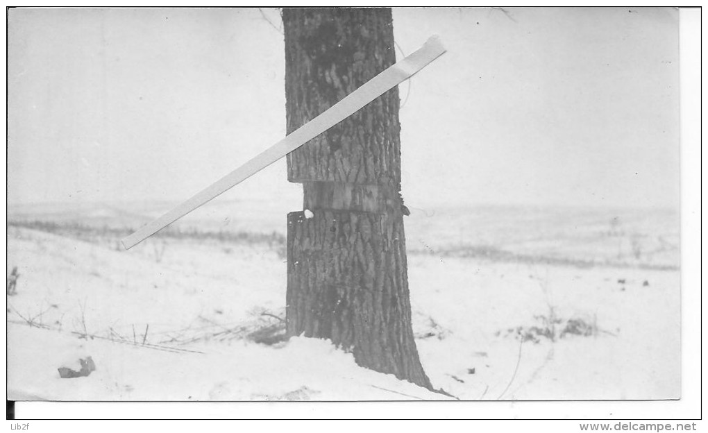 Piège Allemand Arbre Détruit Probablement En Argonne 1 Photo Provenant D'un Album Américain 1914-1918 14-18 Ww1 1wjk - War, Military