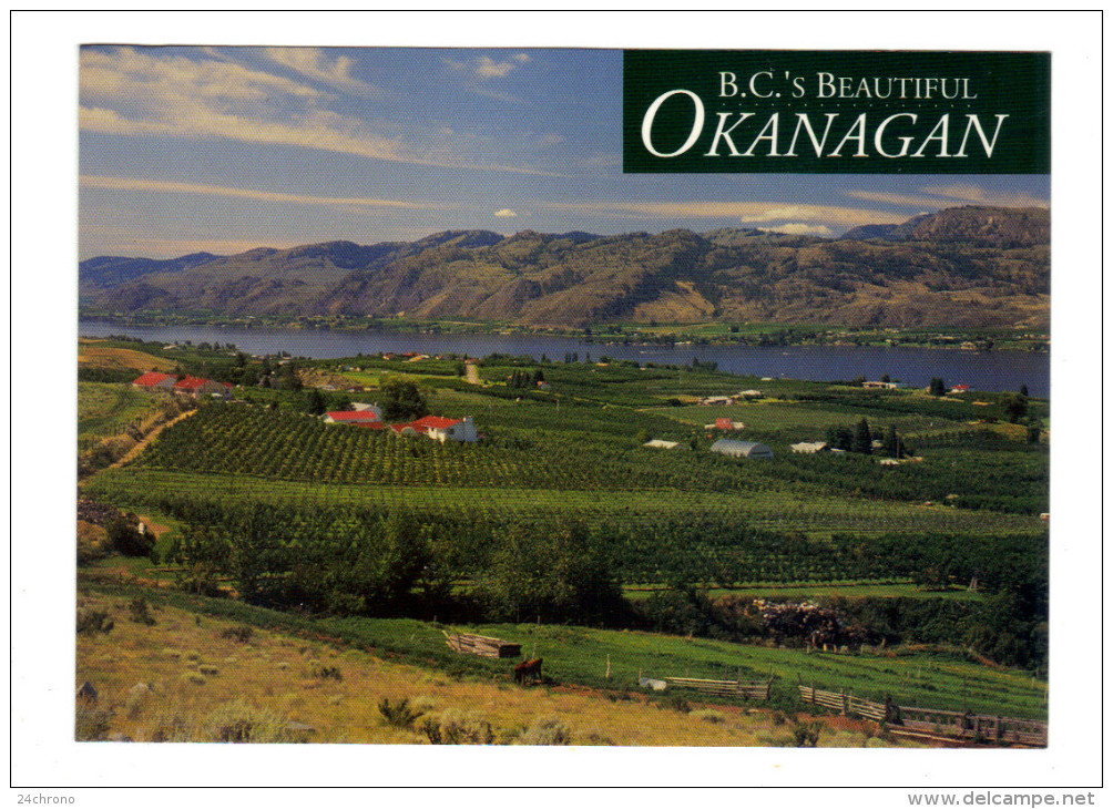 Canada: Osoyoos, Spring Means Greenery Lush Farmlands And Vineyards As The Heat Of Summer Approaches, Photo Marin Petkov - Osoyoos