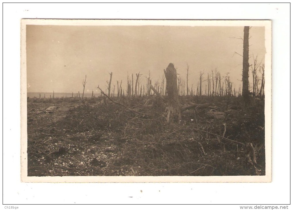 Carte Photo : Militaria : 80  Somme : : Le Bois Du Gros Hêtre : Bois Détruit - Calciné ... - Guerre 1914-18