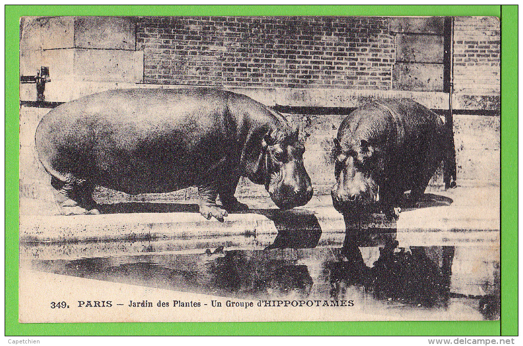 UN GROUPE D'HIPPOPOTAMES AU ZOO DU JARDIN DES PLANTES / .... Carte écrite En 19?? - Flusspferde