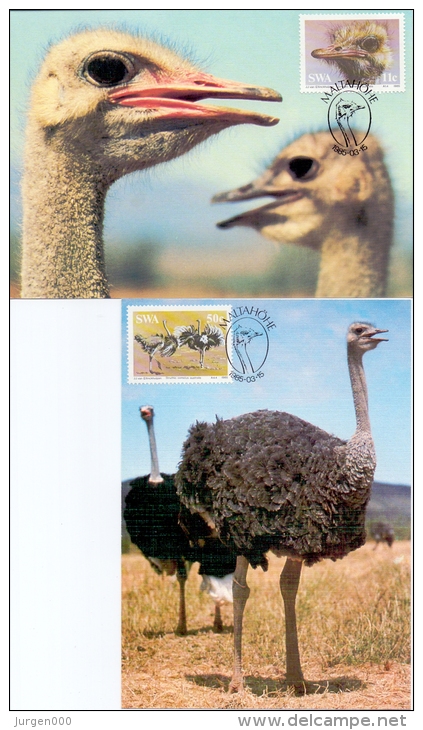 South West Africa -  Maltahöhe 15/3/1985  (RM4296) - Ostriches