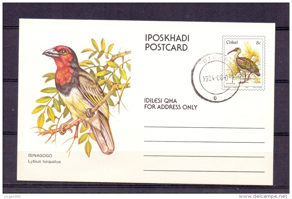 Ciskei - Lybius Tprquatus -  Bisho 1984  (RM4806) - Specht- & Bartvögel