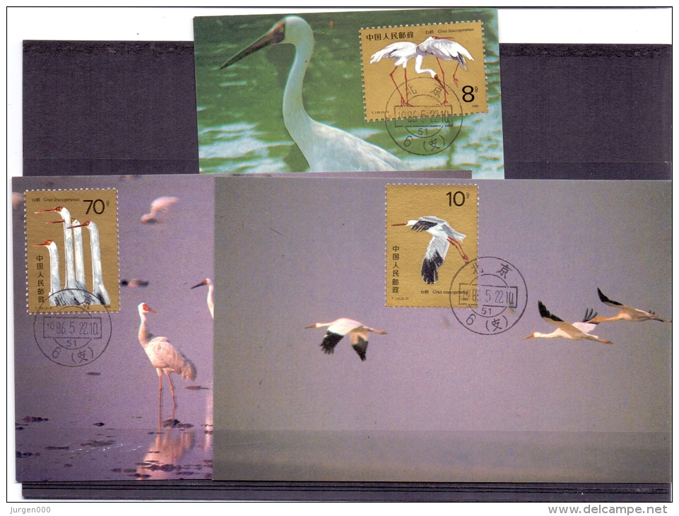 China - Grus Leucogeramus -   (RM4855) - Grues Et Gruiformes