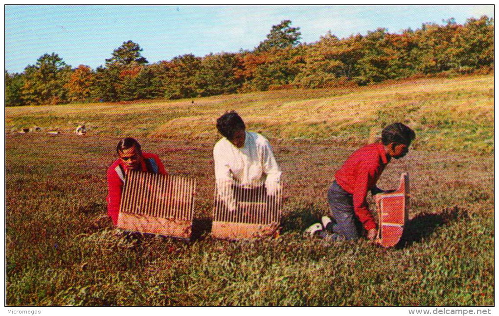Cranberry Harvesting On Cape Cod - Cape Cod