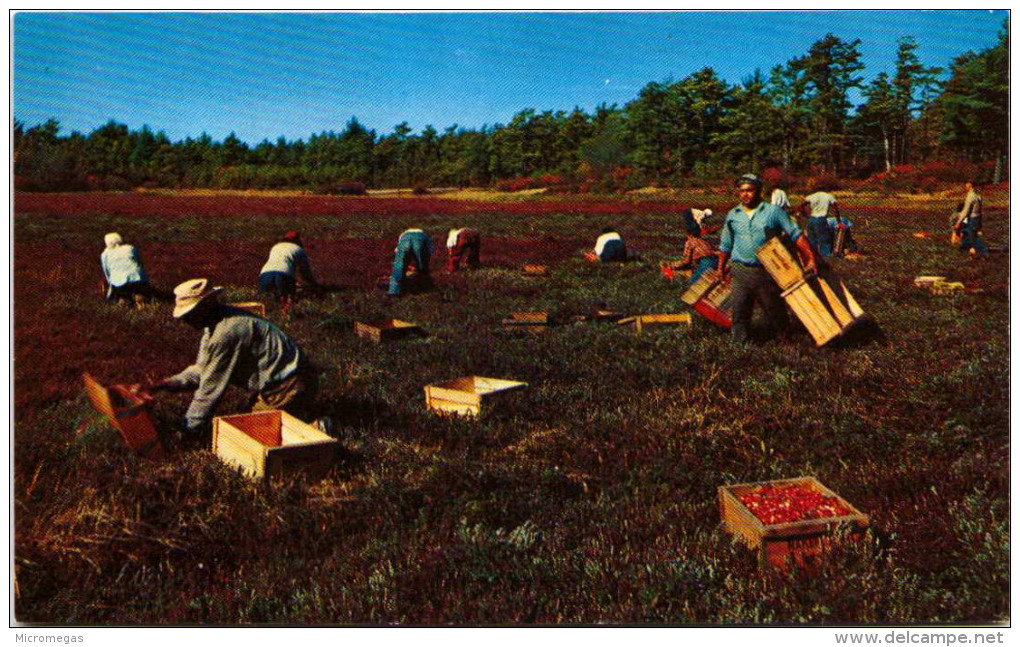 Cranberry Picking Time - Cape Cod, Mass. - Cape Cod