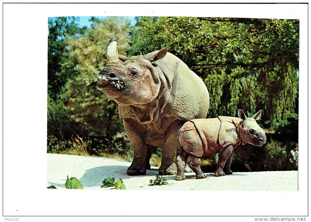 Zoologischer Garten Basel - Indisches Panzerashorn - Rhinocéros Adulte Et Bébé - Rhinozeros