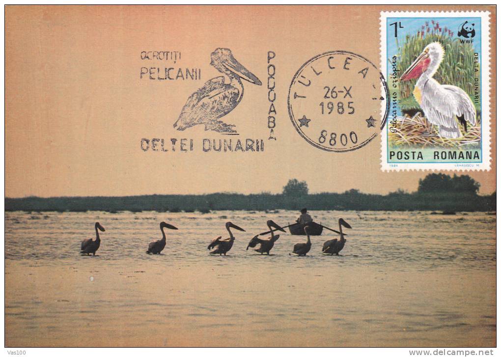 PELICANS,1985,CM,MAXI CARD,CARTES MAXIMUM,ROMANIA - Pelicans