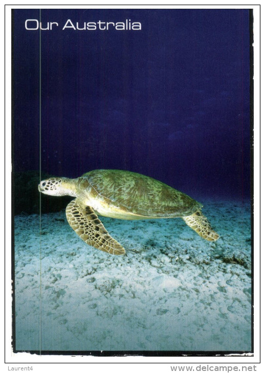 (PF 444) Avanti Postcard - Our Australia - Turtle Etc - Schildkröten