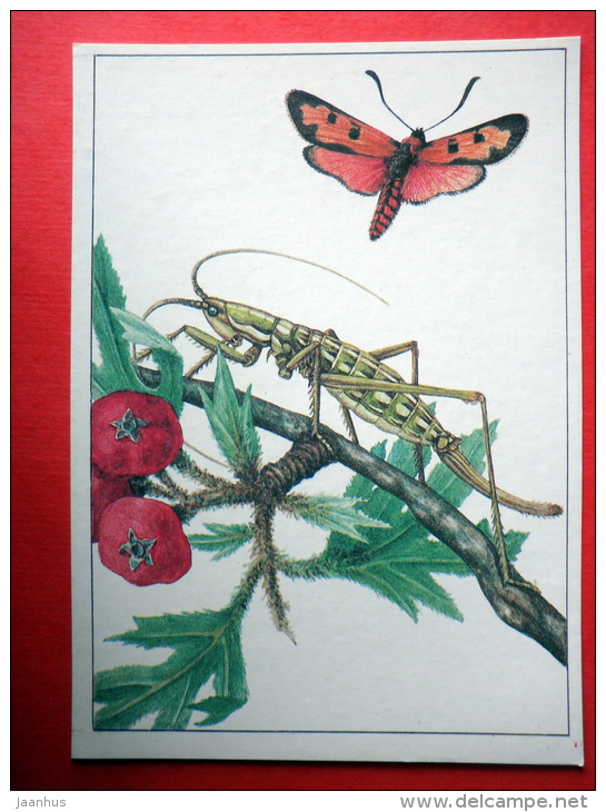 Predatory Bush Cricket , Saga Pedo - Bloodword Burnet , Zygaena Laeta - Insects - 1987 - Russia USSR - Unused - Insetti
