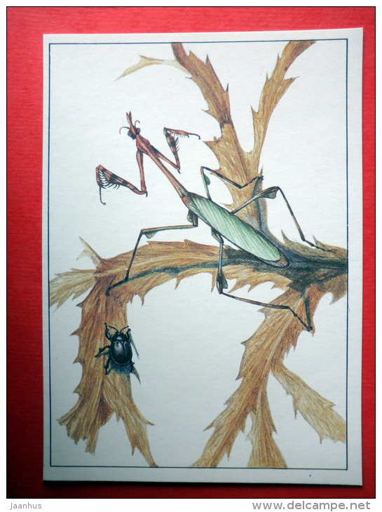 Cecchiniola Platyscelidina - Praying Mantis , Empusa Fasciata - Insects - 1987 - Russia USSR - Unused - Insectos