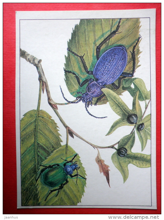 Carabus Tauricus - Forest Caterpillar , Calosoma Sycophanta - Insects - 1987 - Russia USSR - Unused - Insects
