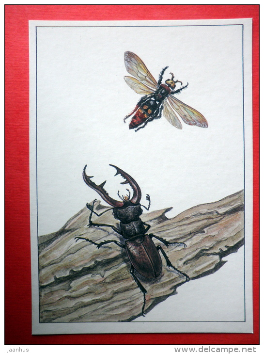 Stag Beetle , Lucanus Cervus - Giant Wasp , Scolia Maculata - Insects - 1987 - Russia USSR - Unused - Insectes