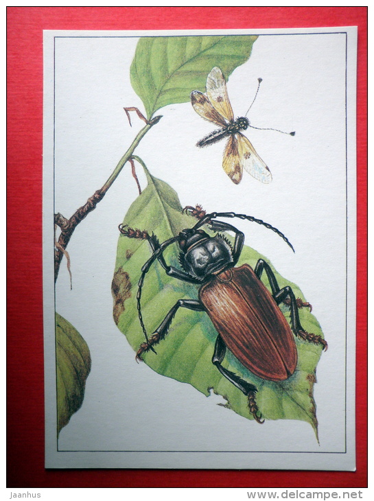 Rhesus Serricollis - Neuroptera , Ascalaphus Macaronius - Insects - 1987 - Russia USSR - Unused - Insetti