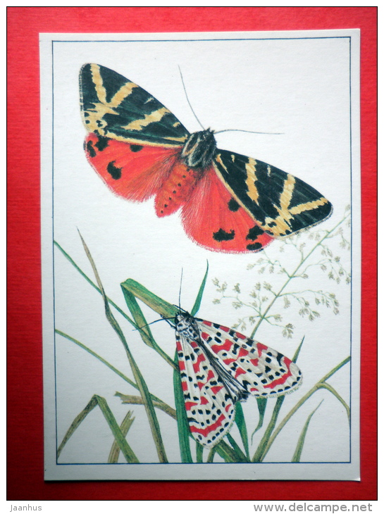 The Crimson-speckled Flunkey - Jersey Tiger Moth , Callimorpha Quadripunctaria - Insects - 1987 - Russia USSR - Unused - Insects