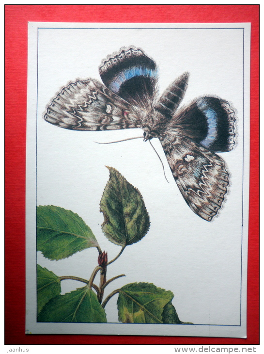 The Blue Underwing , Catocala Fraxini - Insects - 1987 - Russia USSR - Unused - Insectos