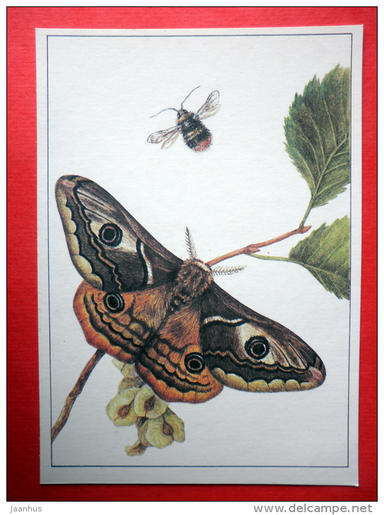 Small Emperor Moth , Saturnia Pavonia - Bombus Proteus - Insects - 1987 - Russia USSR - Unused - Insectes