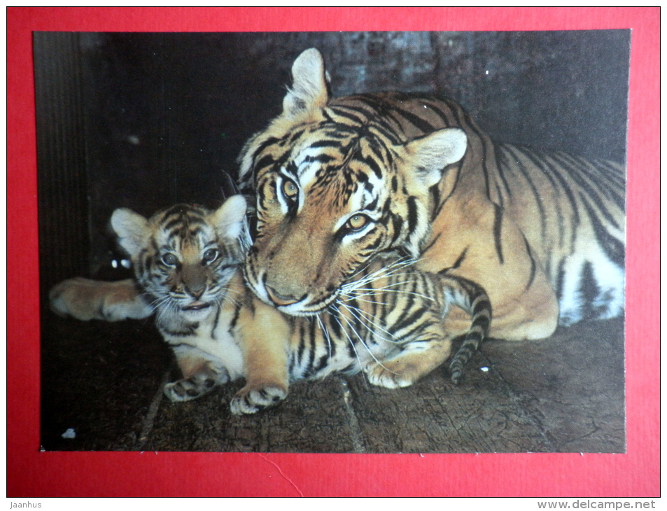 Bengal Tiger , Panthera Tigris Tigris - Animals - 1989 - Russia USSR - Unused - Tijgers