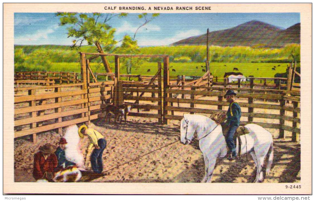 Calf Branding - A Nevada Ranch Scene - Other & Unclassified