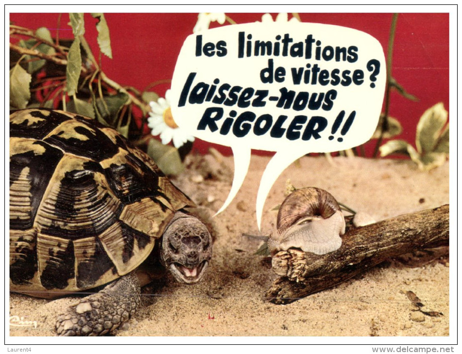 (M+S 321) Tortue Et Escargot - Snail And Tortoise - Speed Limit - Humour - Turtles