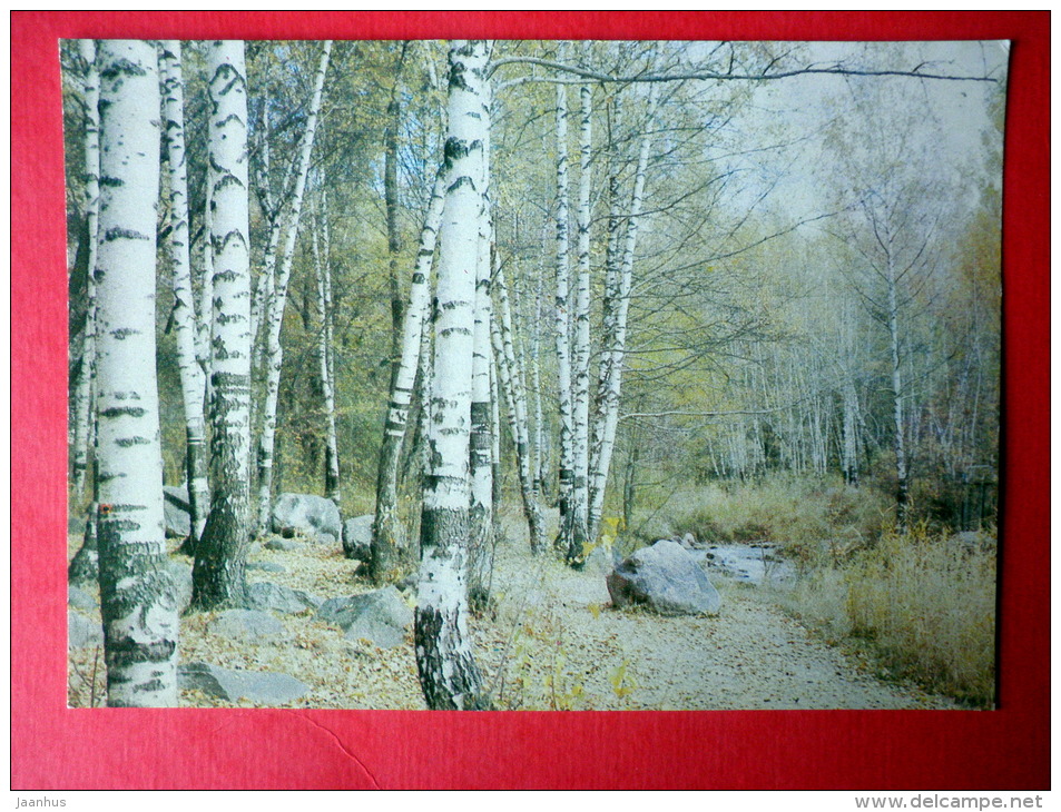 Alma Ata In The Vicinity - Almaty - Birch Trees - 1982 - Kazakhstan USSR - Unused - Kazakhstan