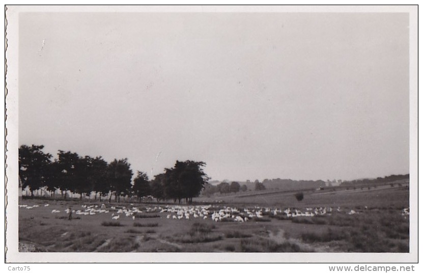 Hongrie - Carte-photo - Panorama Ferme Oies - Hungary