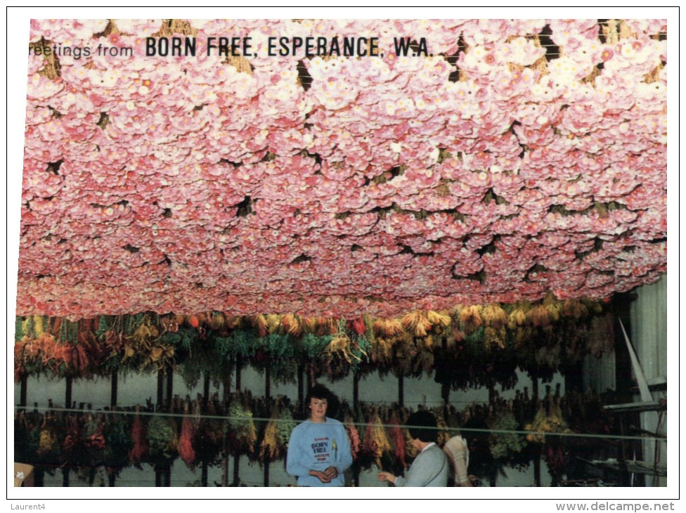 (PF 210) Australia - WA - Esperence Everlasting Flowers Bunches - Perth