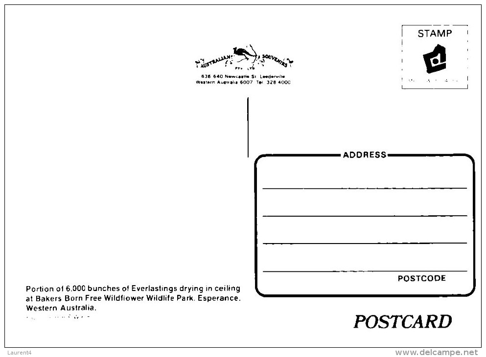 (PF 210) Australia - WA - Esperence Everlasting Flowers Bunches - Perth