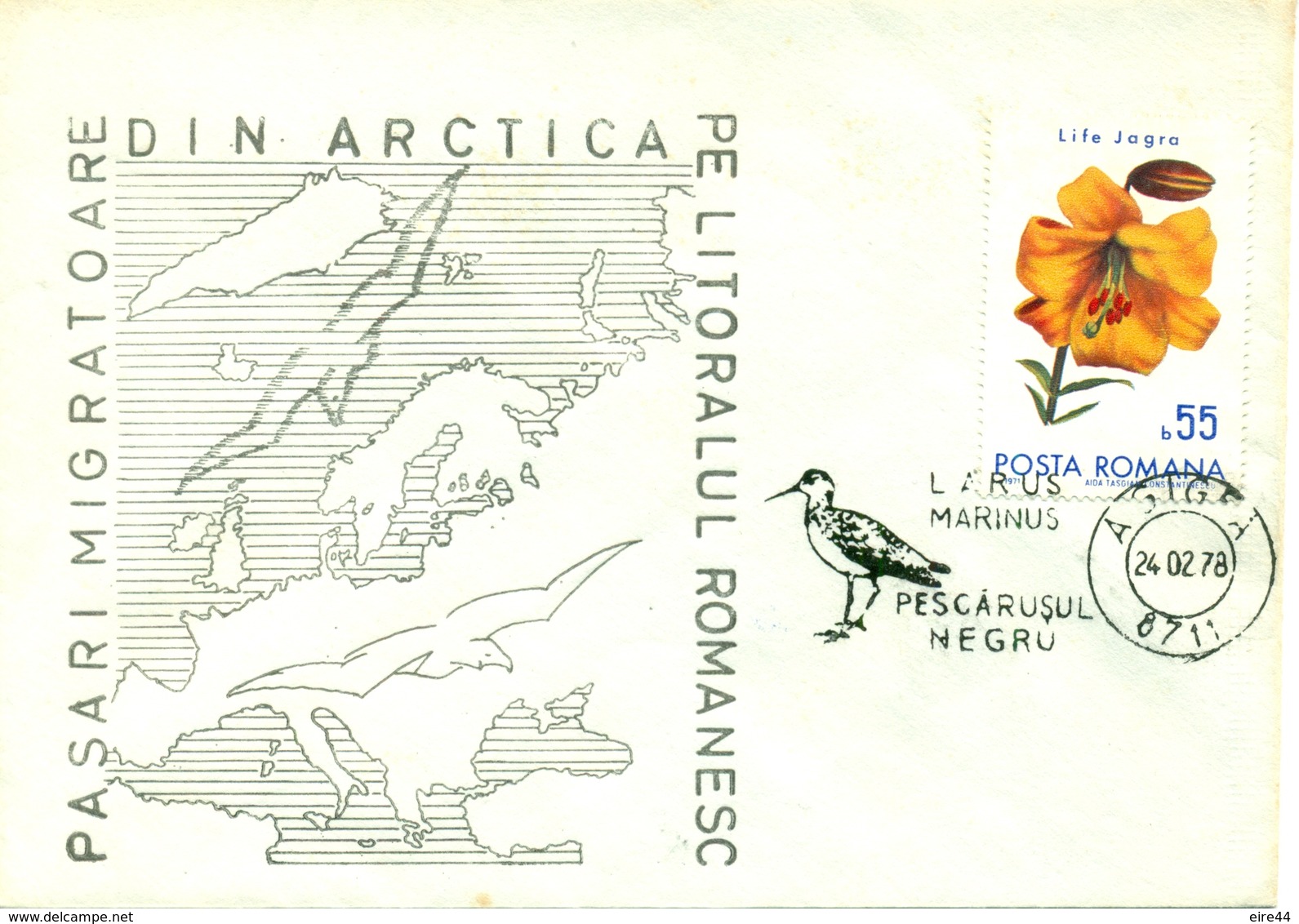 Romania 1978 Cover Arctic Migratory Bird Small Species Of Seagull Limited Edition 069 / 400 - Postmark Collection