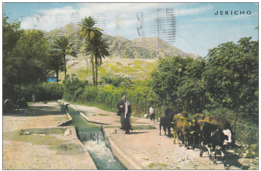 Irrigation Channel Leading From The Spring Of Elisha, Cattle, JERICHO, Palestine, PU-1976 - Palestine