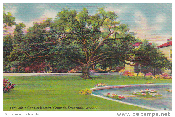 Georgia Savannah Old Oak In Candler Hospital Grounds - Savannah