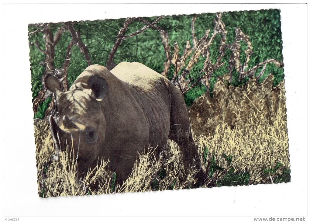 RHINOCEROS - Carte Africaine - N°311 - - Rhinoceros