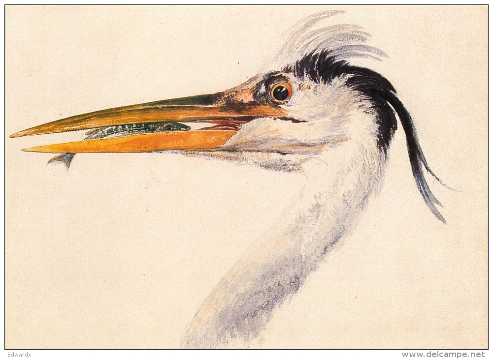 Turner, JMW  Head Of A Heron With A Fish City Art Gallery Leeds Art Postcard - Peintures & Tableaux