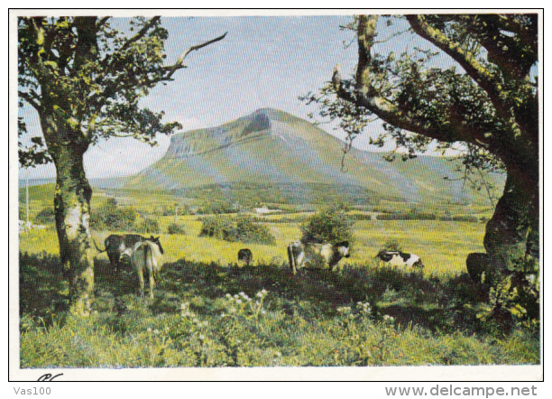 CPA BEN BULBEN MOUNTAIN, COWS - Sligo