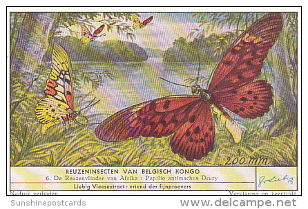 Liebig S1644 Large Insects Of The Belgian Congo No 6 Butterfly - Liebig