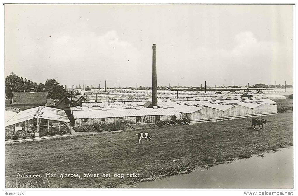 CPSM Hollande - Aalsmeer - Les Serres De Fleurs - Aalsmeer