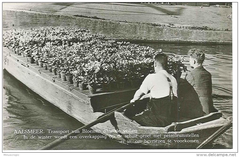 CPSM Hollande - Aalsmeer - Transport Des Plantes En Pots Par Canot Ouvert - Aalsmeer