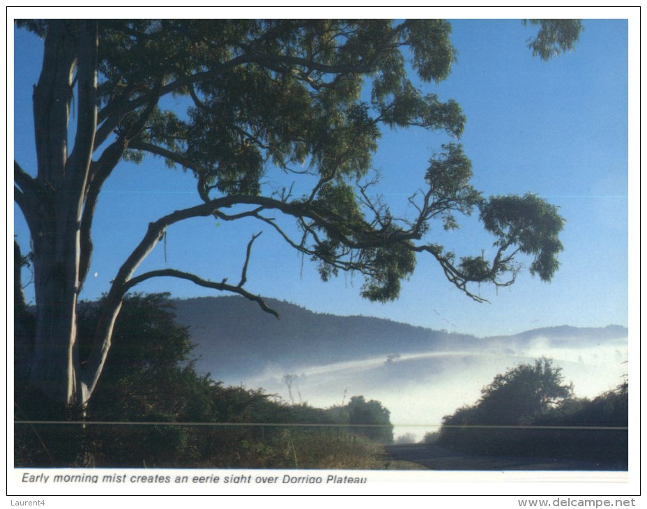 (PF 180) Australia - NSW - Dorrigo Morning Mist - Northern Rivers