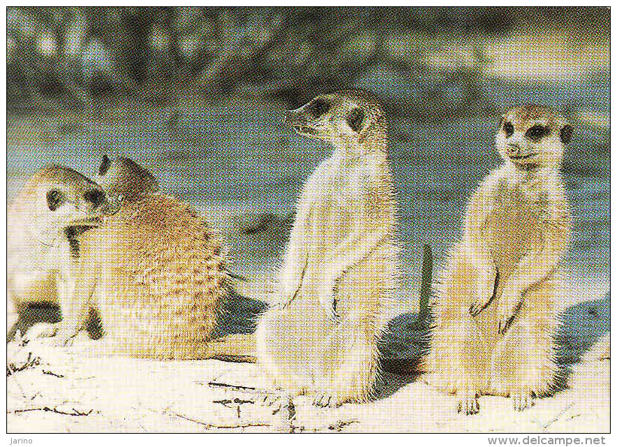 Namibia, SWA, Mangos - Mangoose - Meerkatte, Circule Non-mint - Namibia