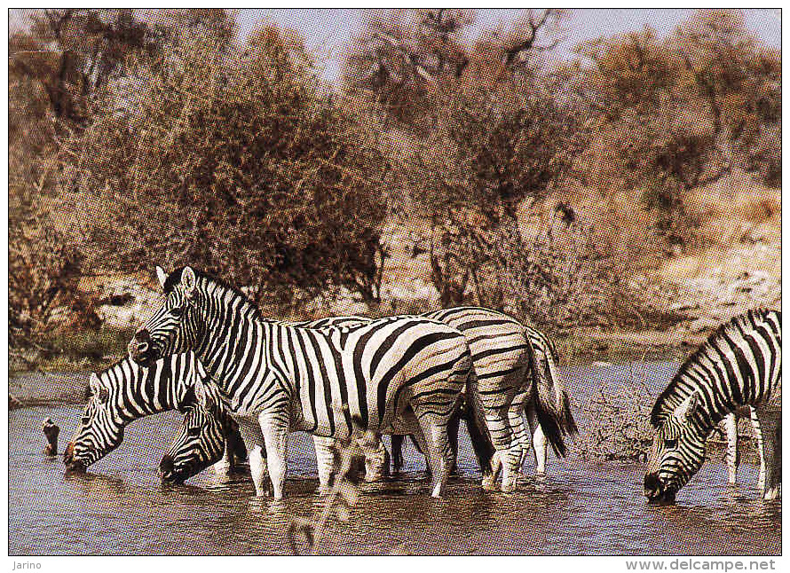 Namibia, SWA, Zebras - Zebra, Circule Non-mint - Namibia