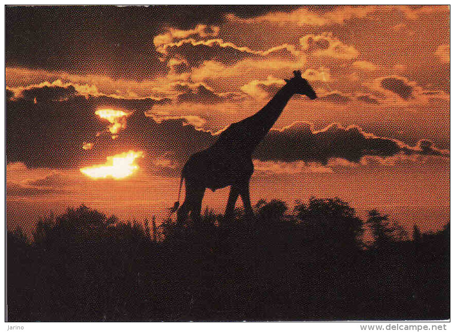 Namibia, SWA, Giraffe, Circule Non-mint - Namibia