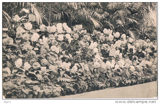 Gent  Exposition 1913  Fleurs  Bloemen - Gent