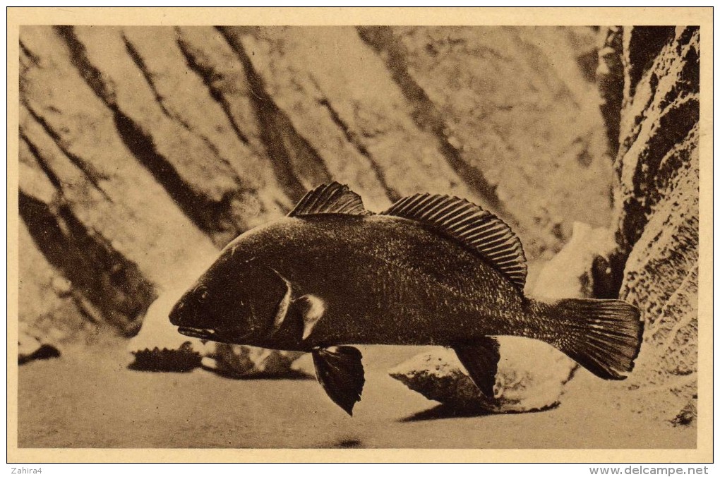 Aquarium Du Musée Océanographique De Monaco  - Série C. N°204bis - Corbeau De Mer (Corvina) - Photo Barba - Oceanographic Museum