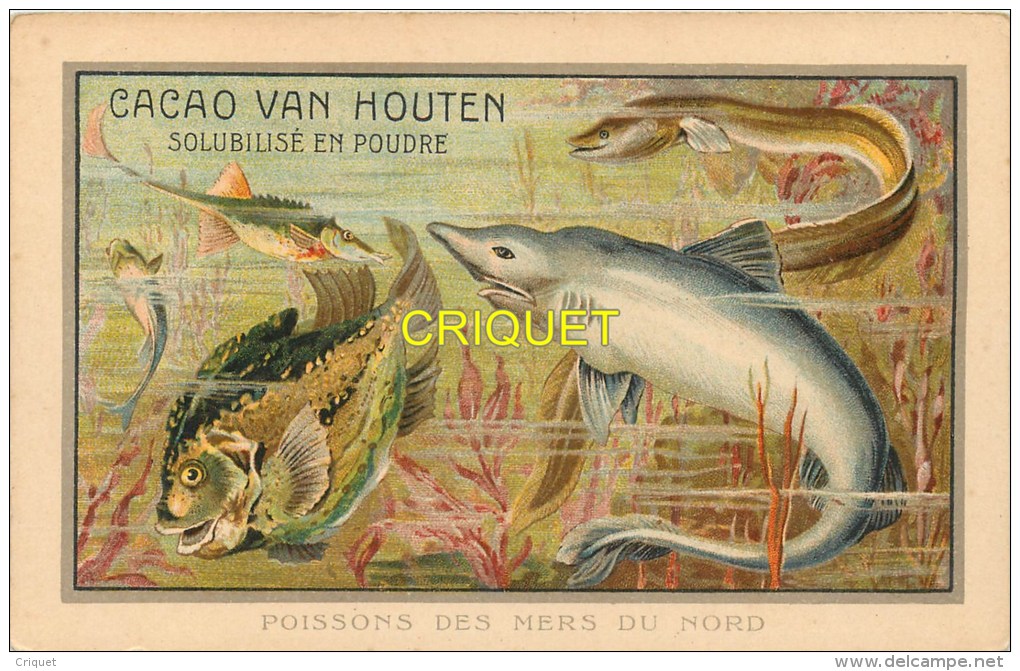 Chromo  Van Houten, Format Cpa, Poissons Des Mers Du Nord, Scan Recto Verso - Van Houten