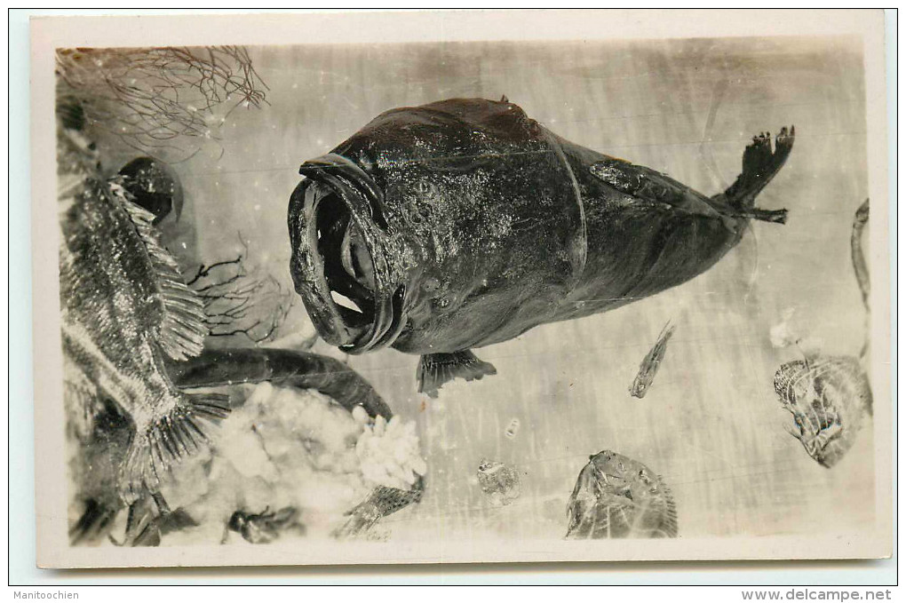 DEP 75 EXPOSITION 1931 PAVILLON DE LA HOLLANDE 3 CARTES DE POISSONS - Expositions