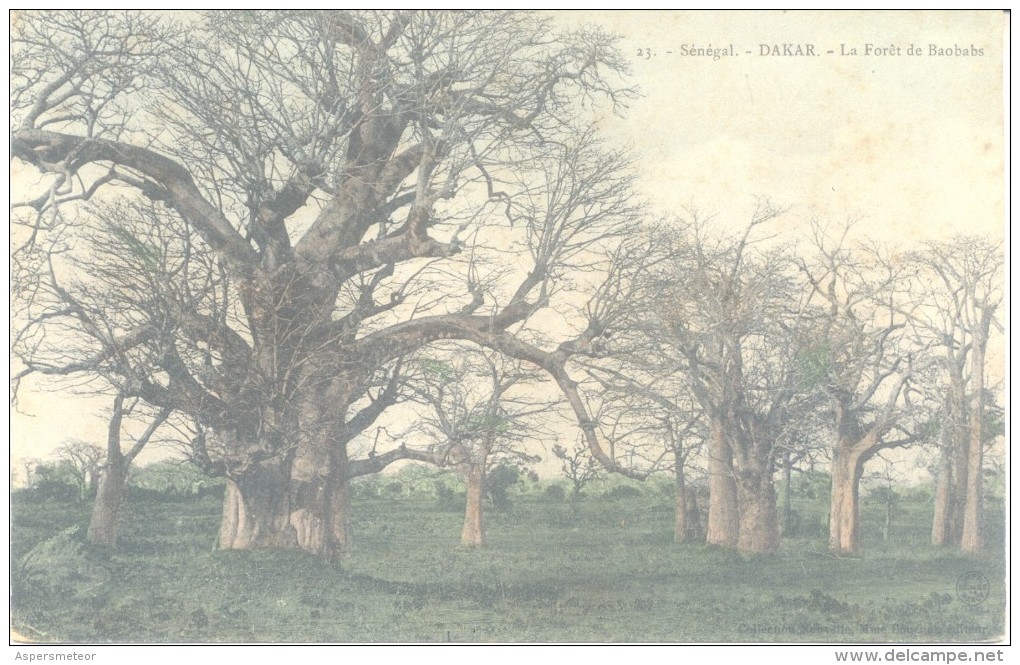 SENEGAL - RUFISQUE - édition VERNERET - Forêt De Baobabs - Cliché Avant 1903 VOYAGEE 1909 A FAMILIA AMUCHASTEGUI L'ARGEN - Senegal